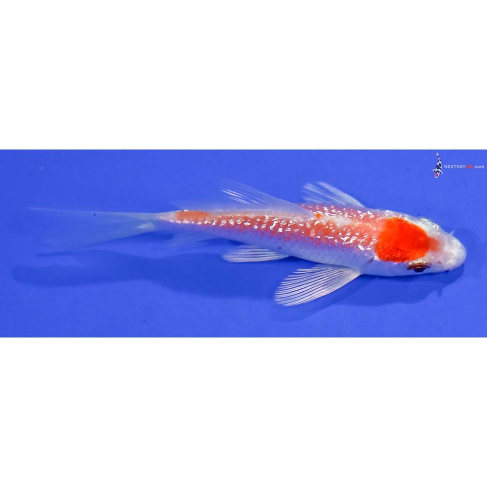 3.5” Imported Gin Rin Hariwake Butterfly Koi
