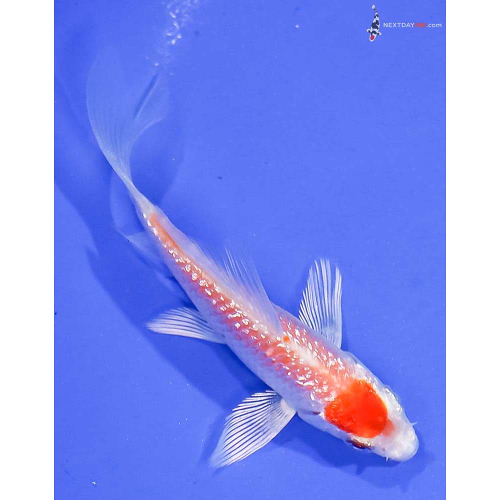3.5” Imported Gin Rin Hariwake Butterfly Koi