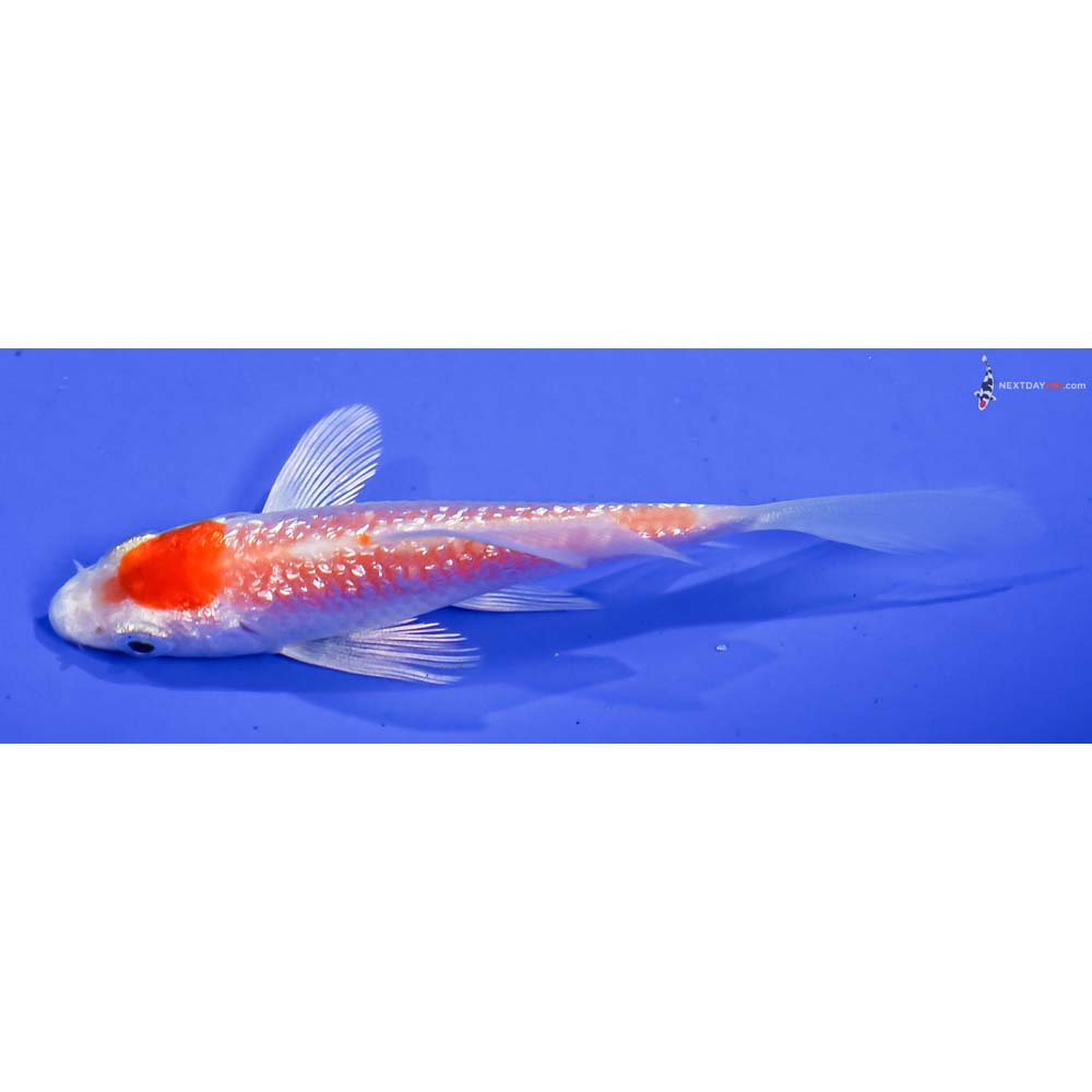 3.5” Imported Gin Rin Hariwake Butterfly Koi