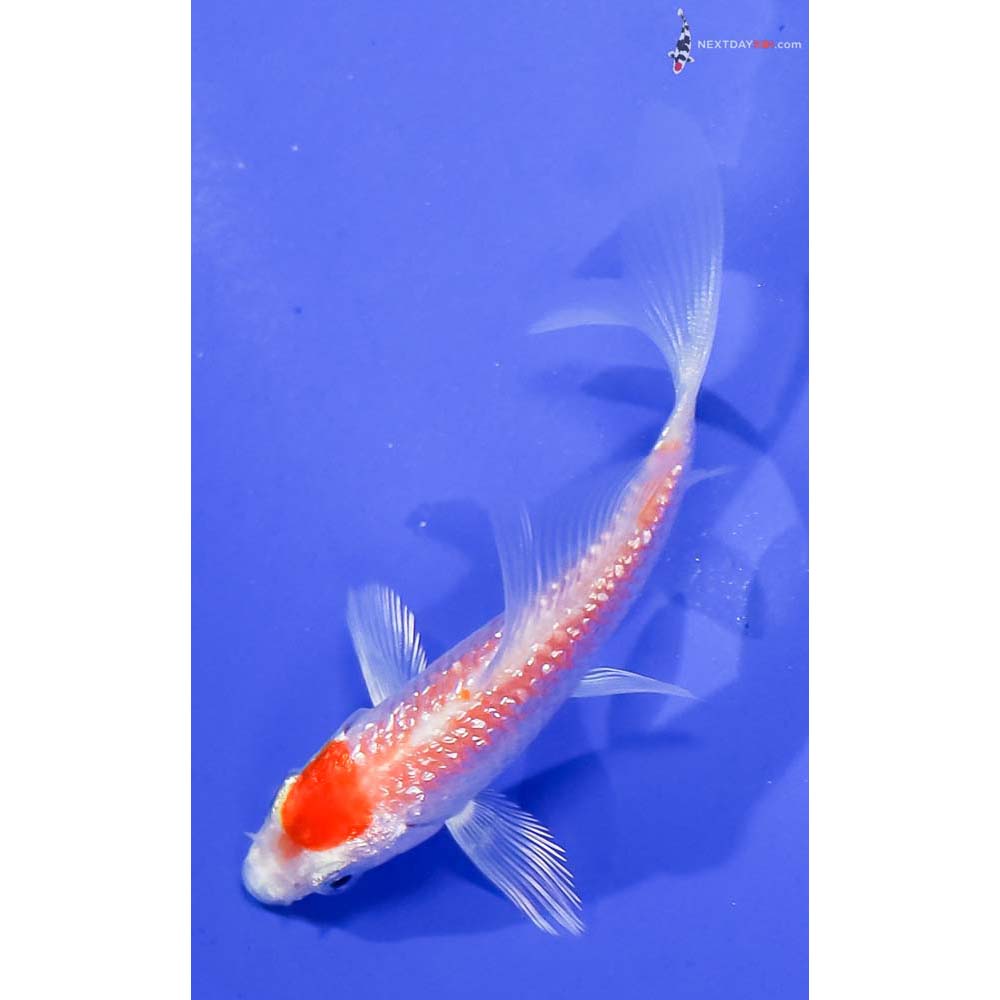 3.5” Imported Gin Rin Hariwake Butterfly Koi