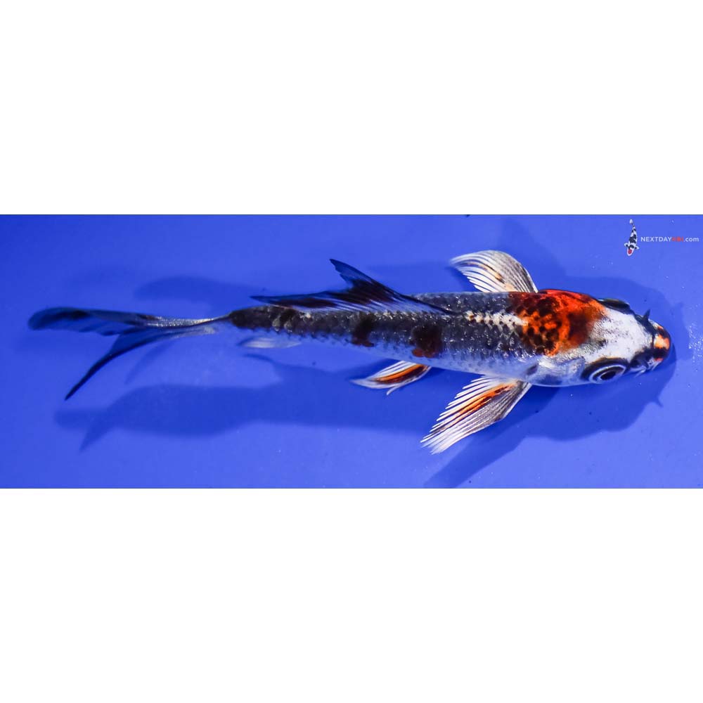 4” Imported Kujaku Butterfly Koi