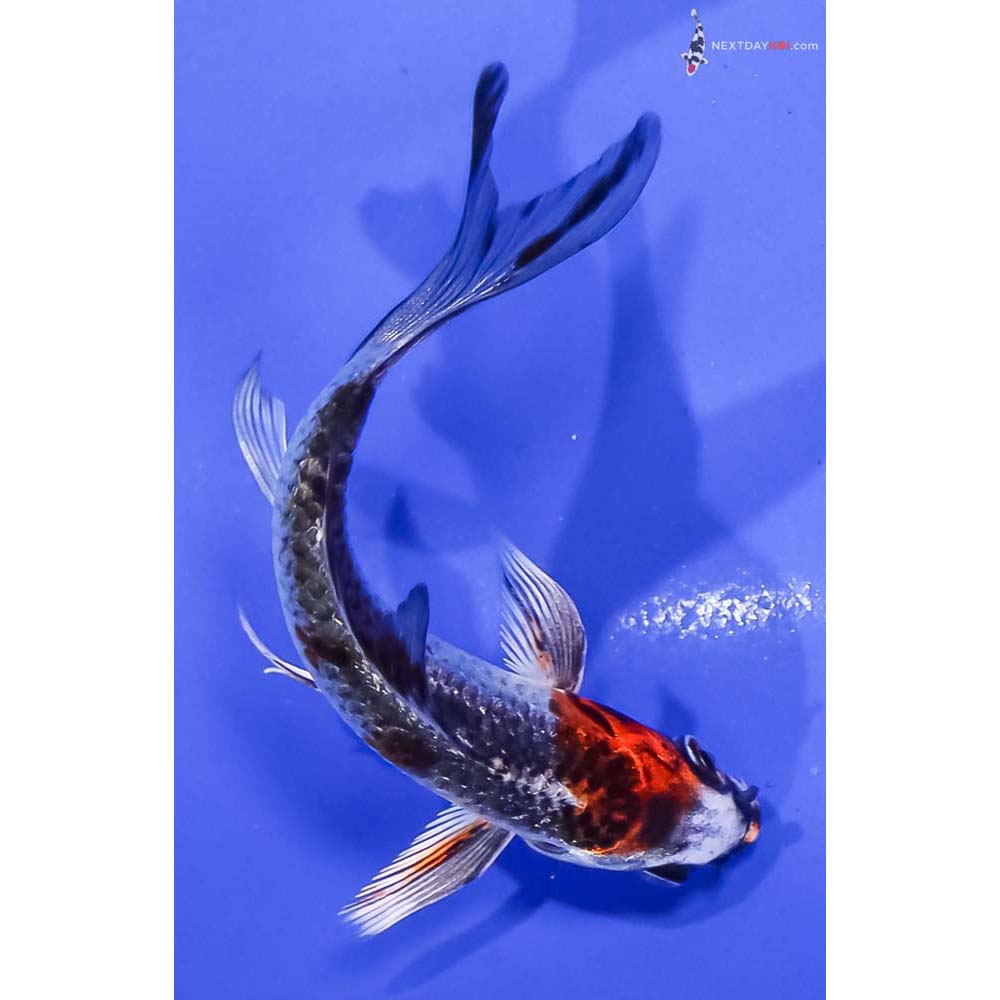 4” Imported Kujaku Butterfly Koi