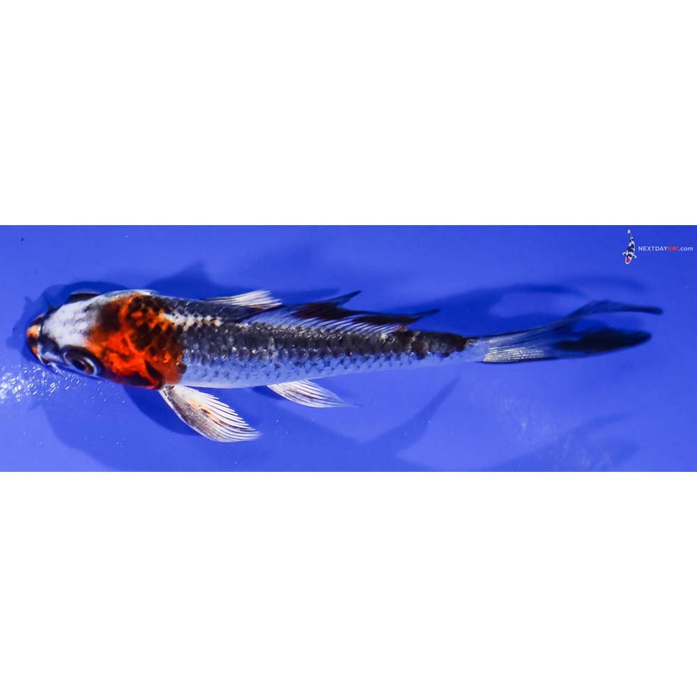 4” Imported Kujaku Butterfly Koi