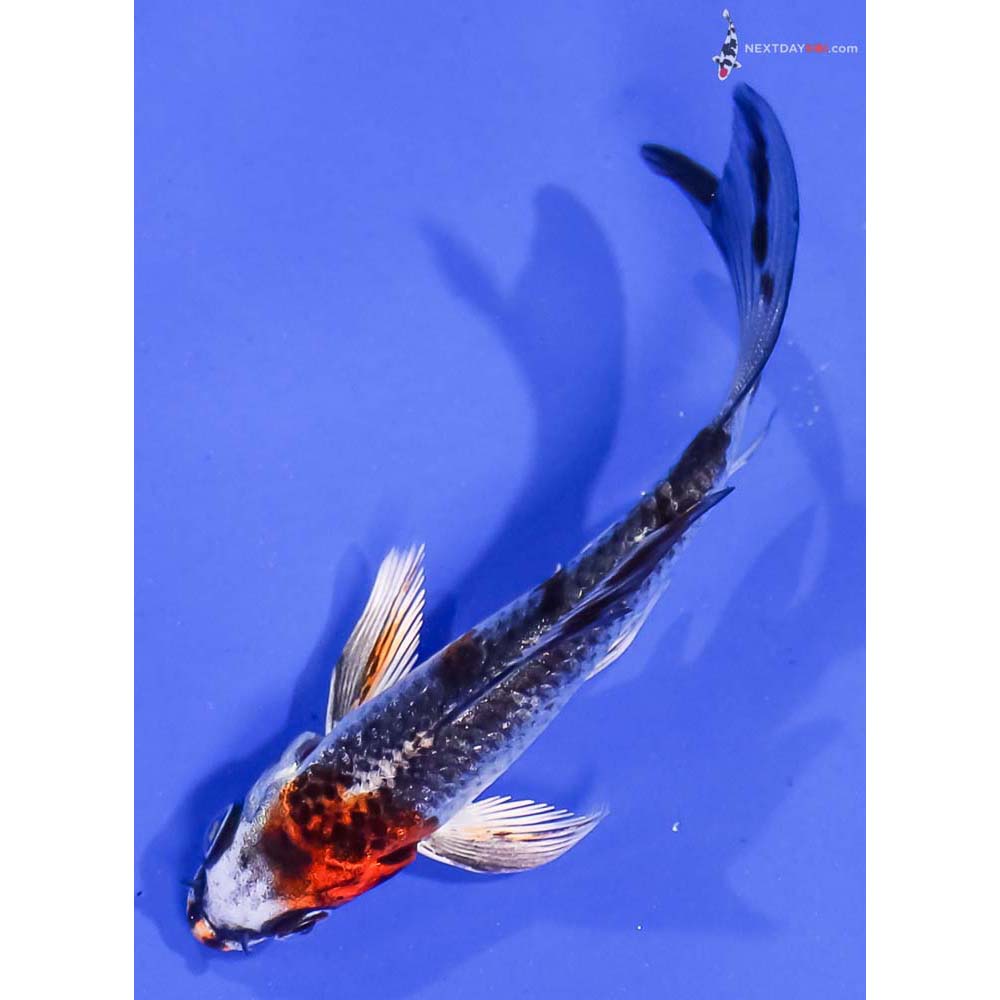 4” Imported Kujaku Butterfly Koi
