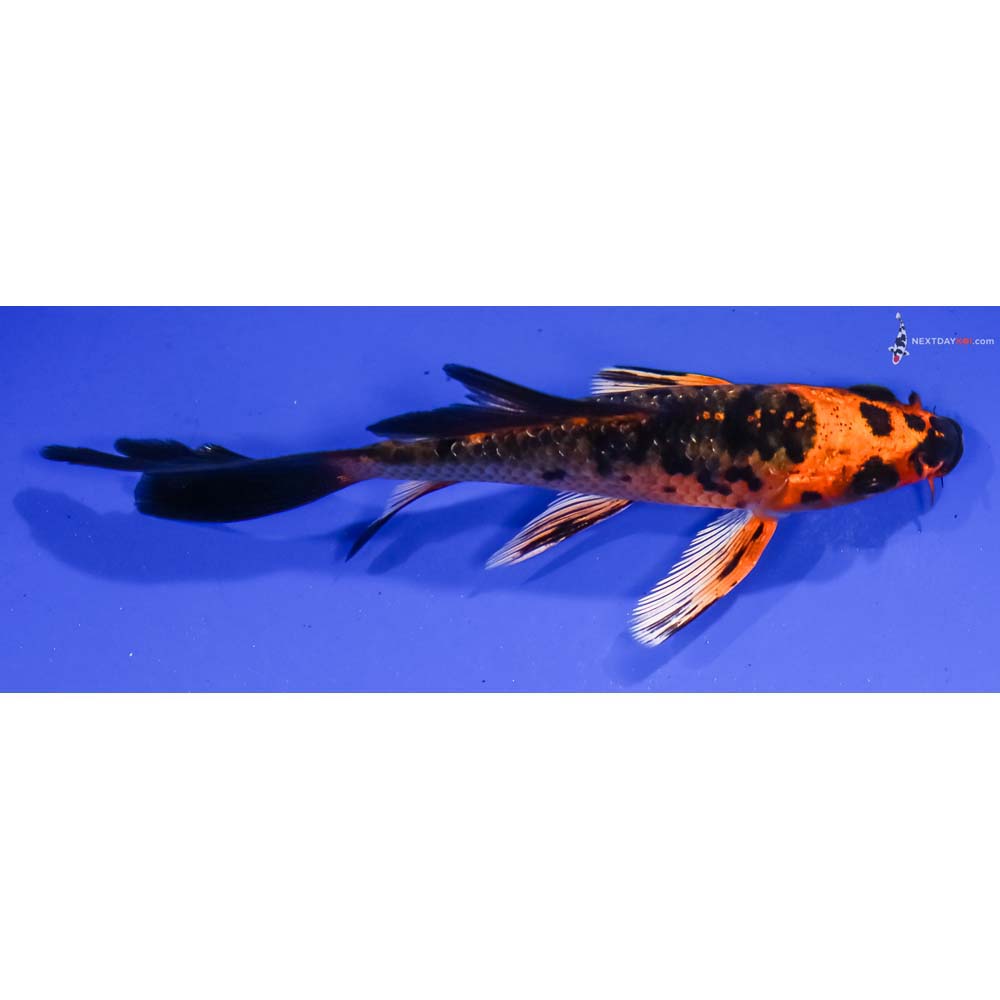 4β Imported Kin Aka Bekko Butterfly Koi
