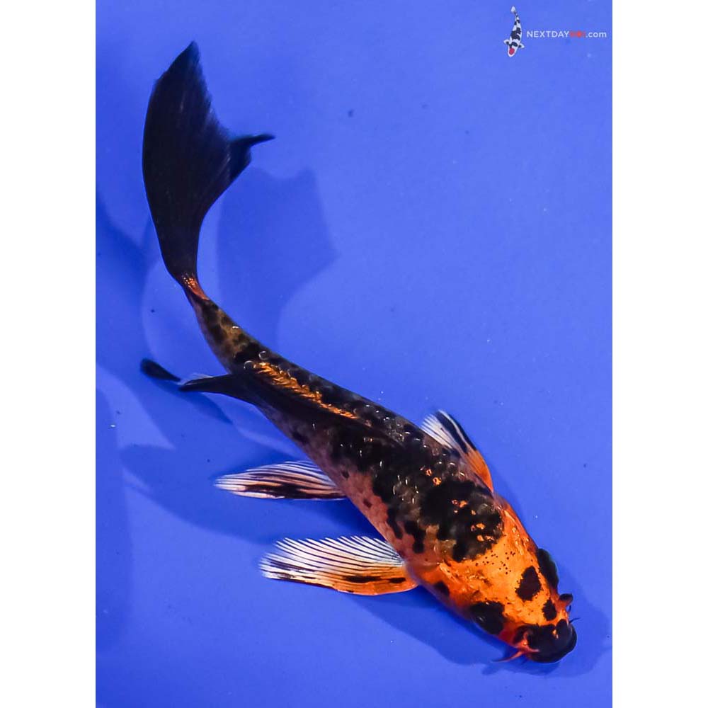 4β Imported Kin Aka Bekko Butterfly Koi