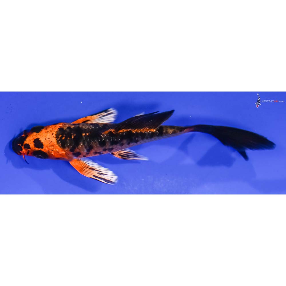 4β Imported Kin Aka Bekko Butterfly Koi