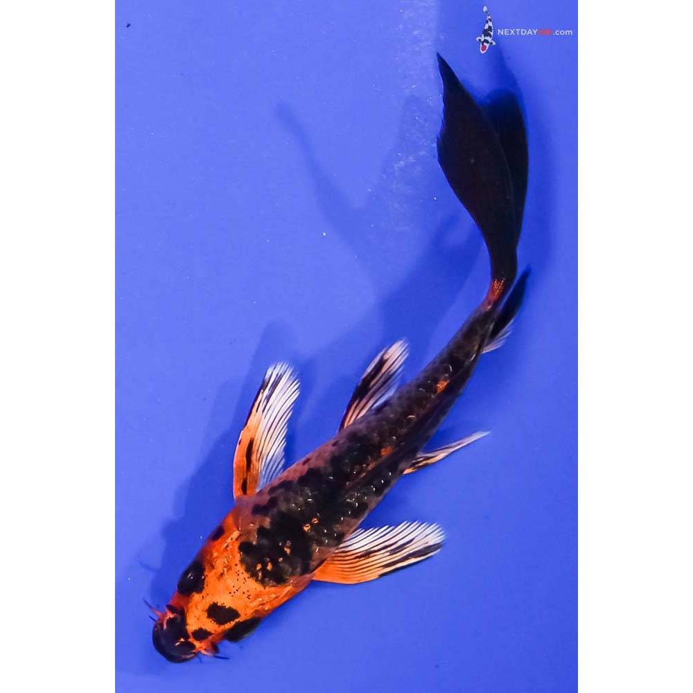 4β Imported Kin Aka Bekko Butterfly Koi