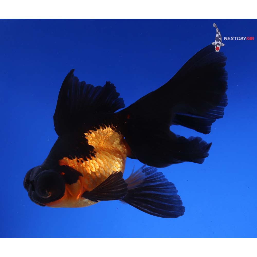 4.5” Imported Red and Black Butterfly Tail