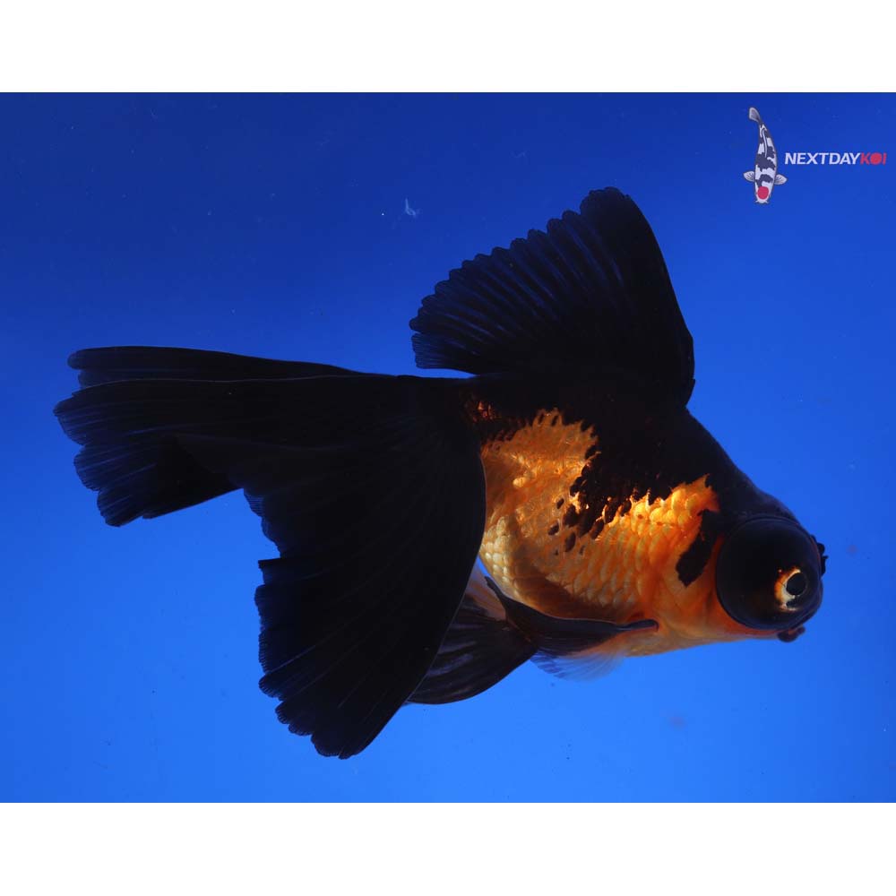 4.5” Imported Red and Black Butterfly Tail