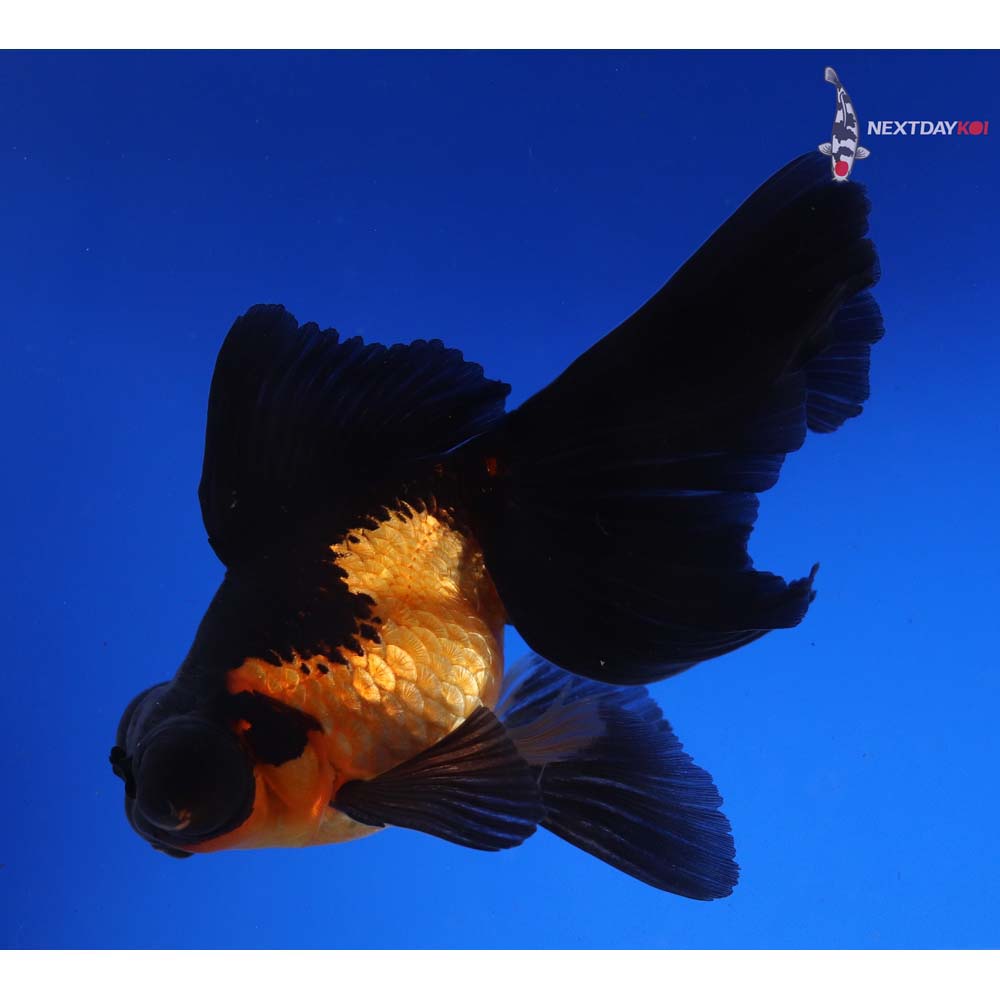 4.5” Imported Red and Black Butterfly Tail