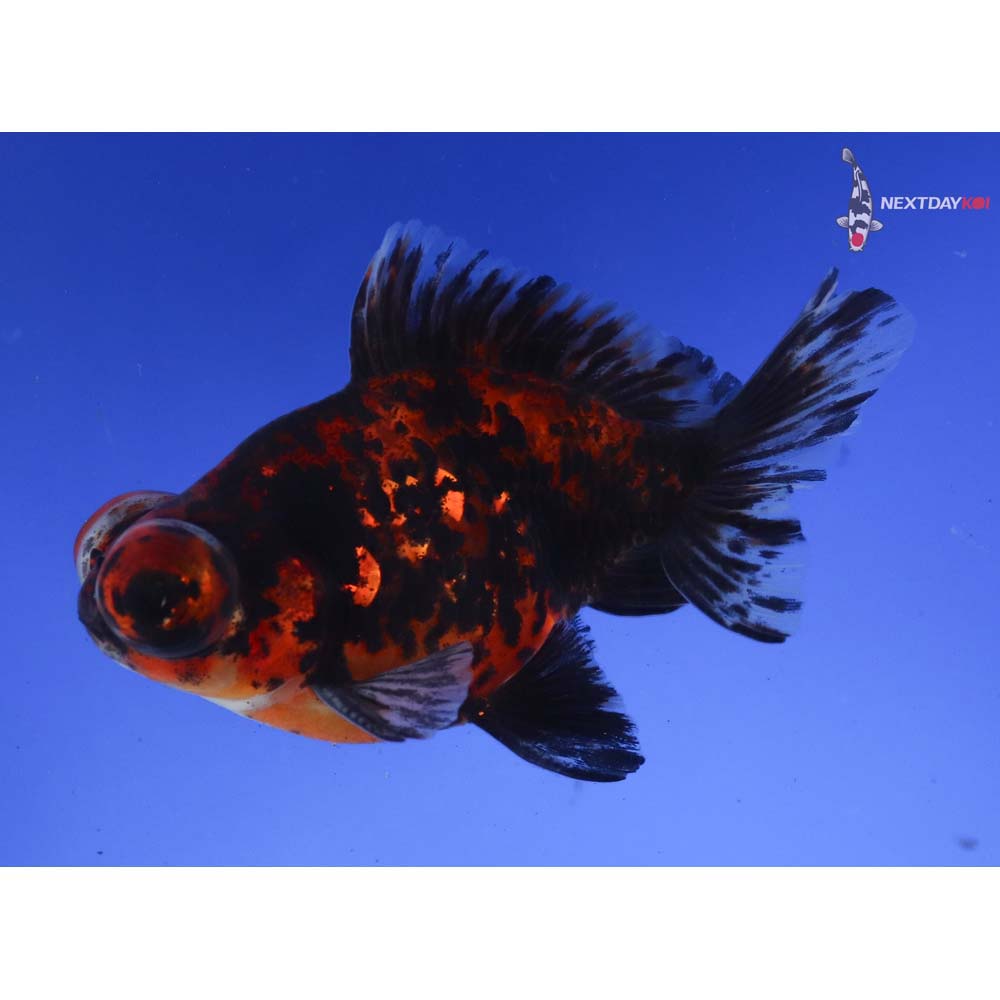 4” Imported Male Calico Butterfly Tail