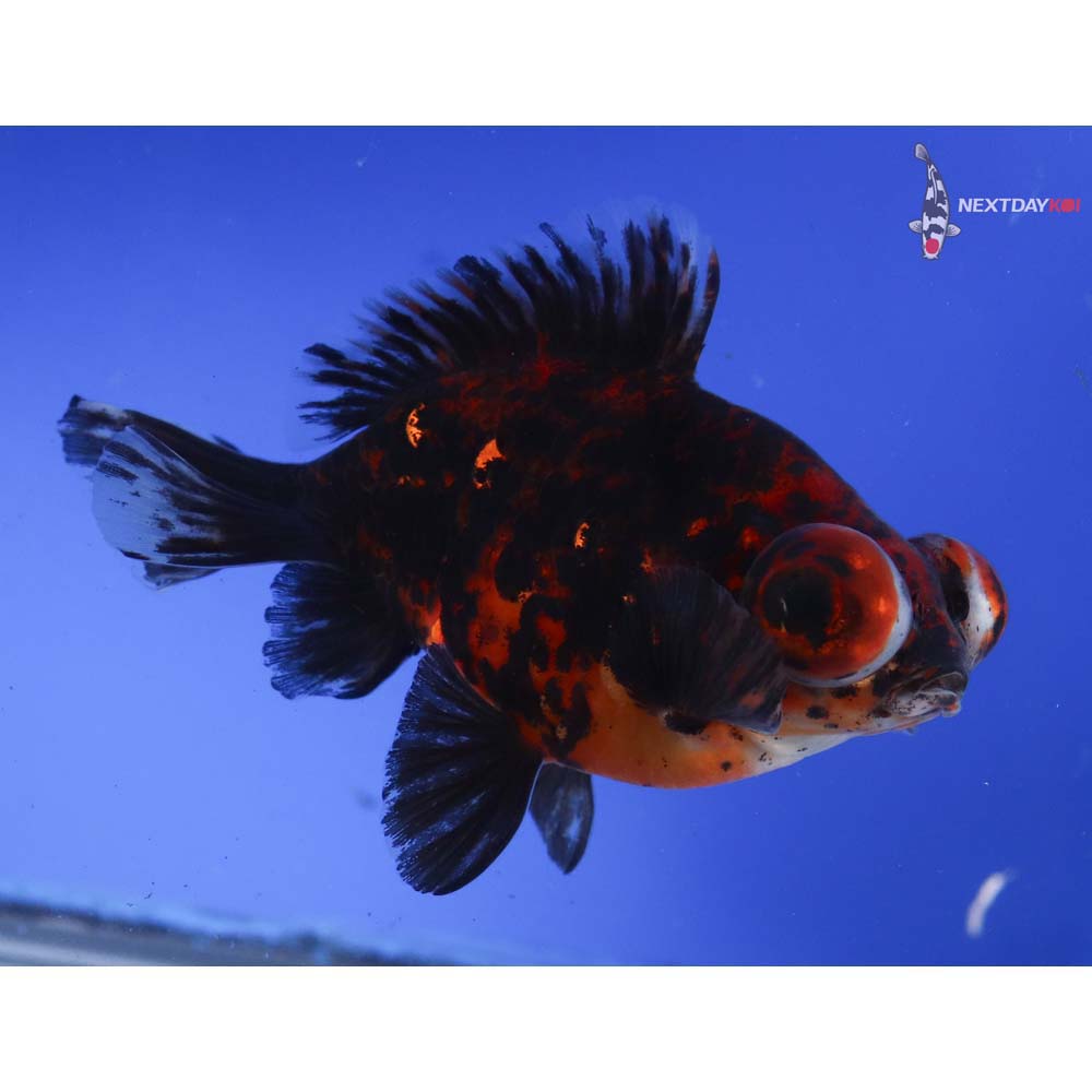 4” Imported Male Calico Butterfly Tail