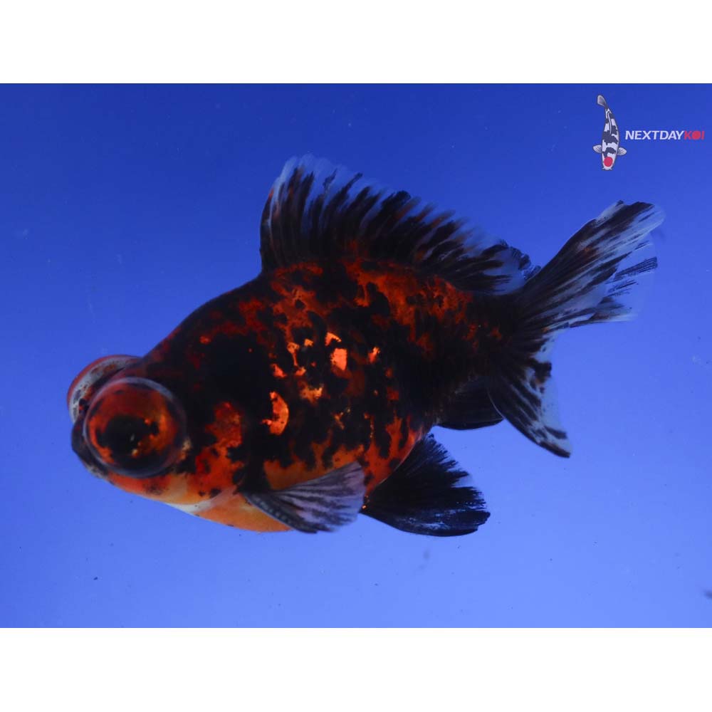 4” Imported Male Calico Butterfly Tail