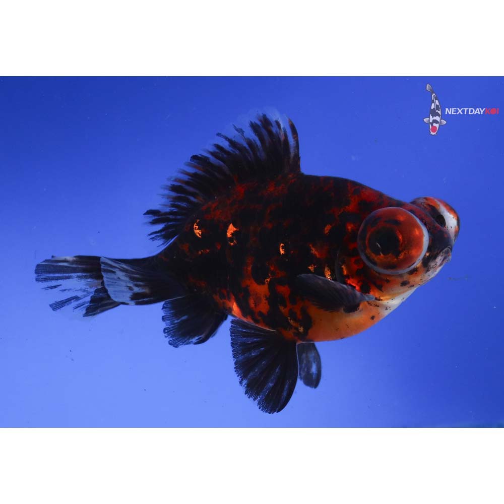 4” Imported Male Calico Butterfly Tail