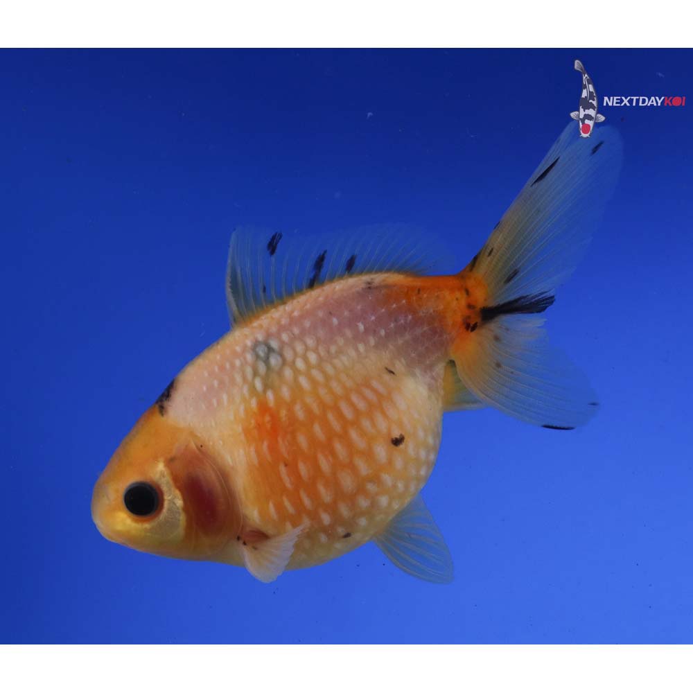 4.5” Imported Calico Pearlscale