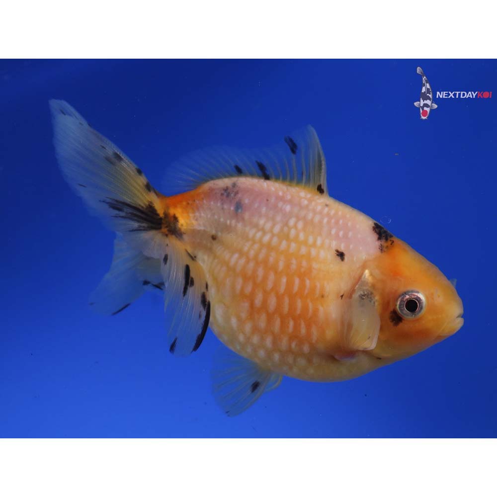 4.5” Imported Calico Pearlscale