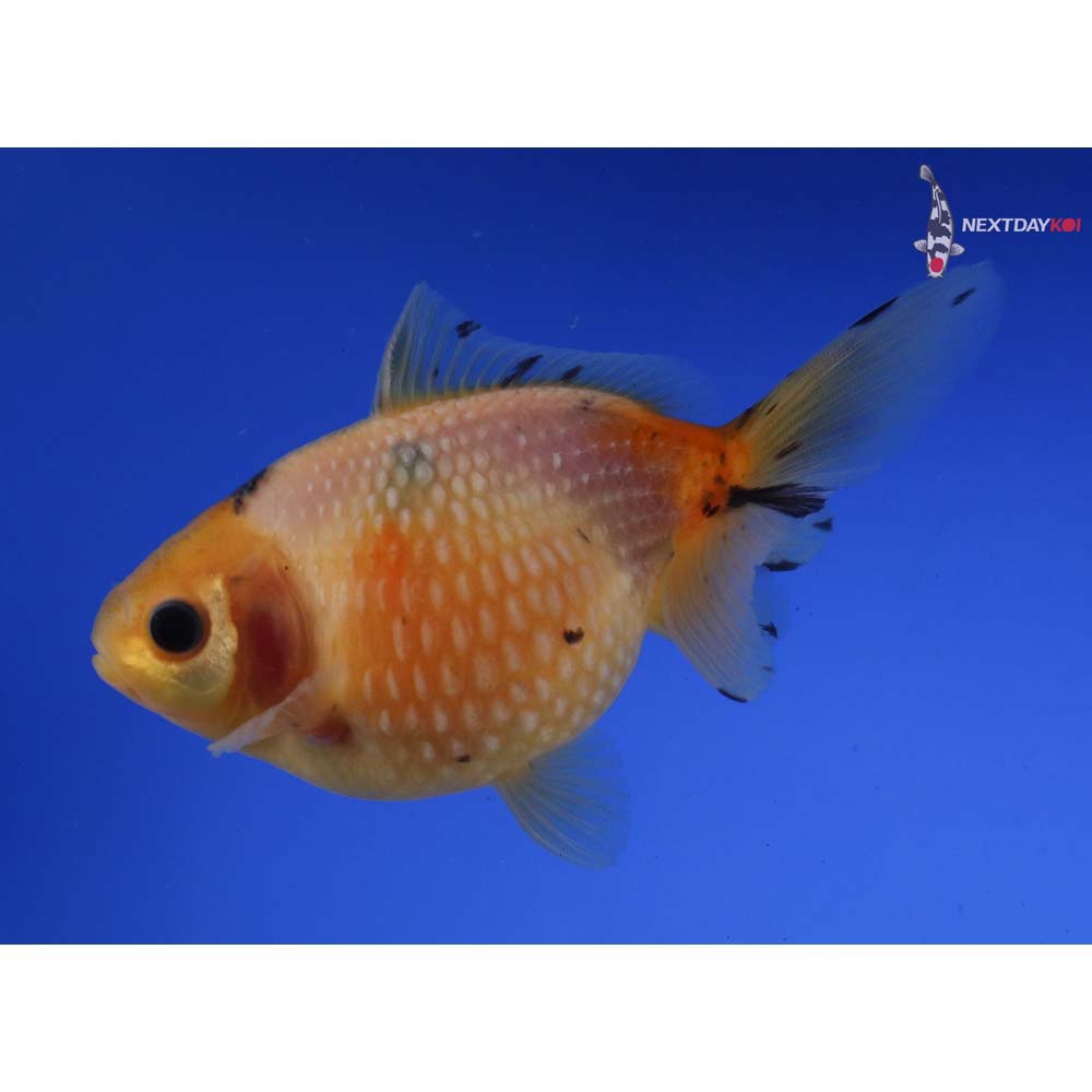 4.5” Imported Calico Pearlscale