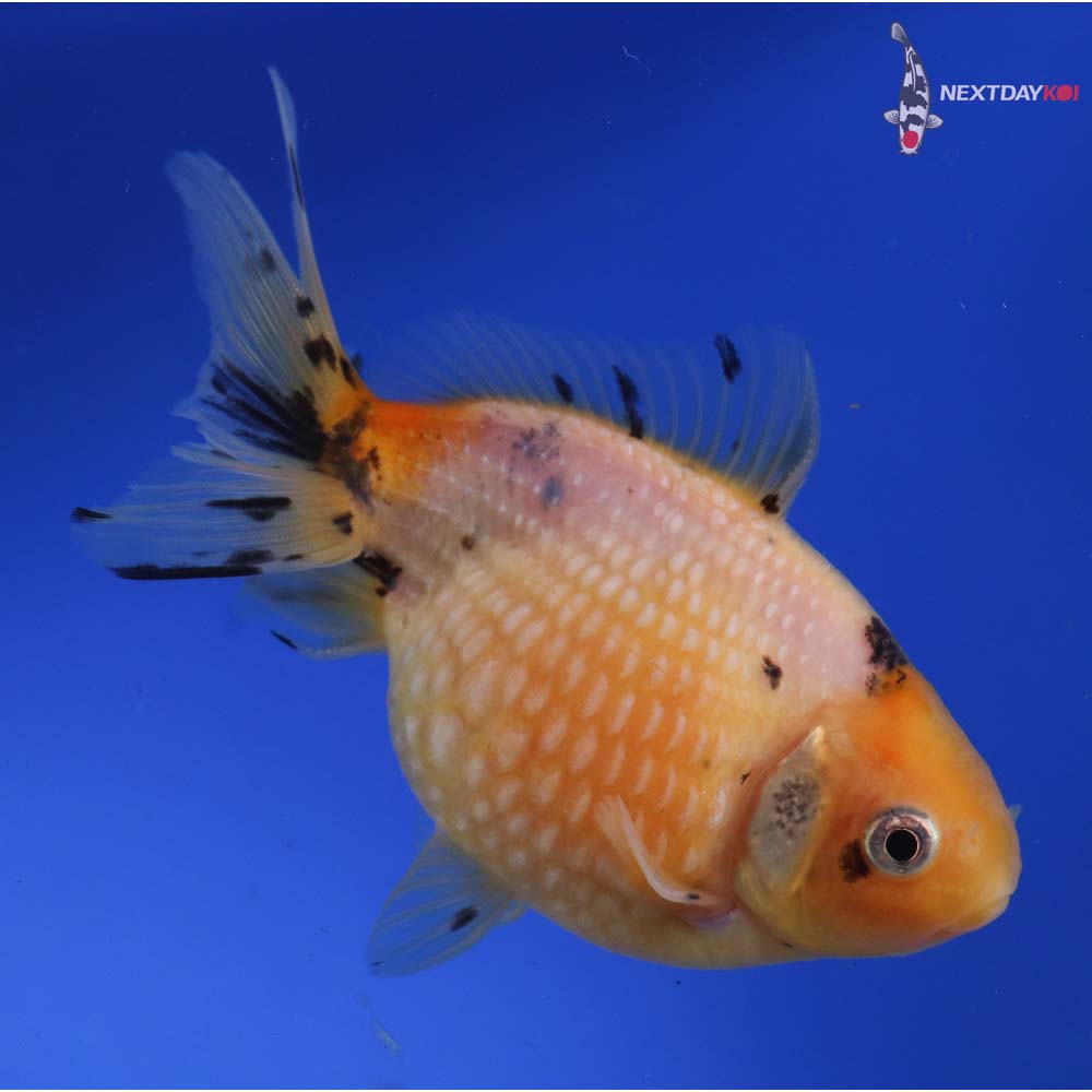 4.5” Imported Calico Pearlscale