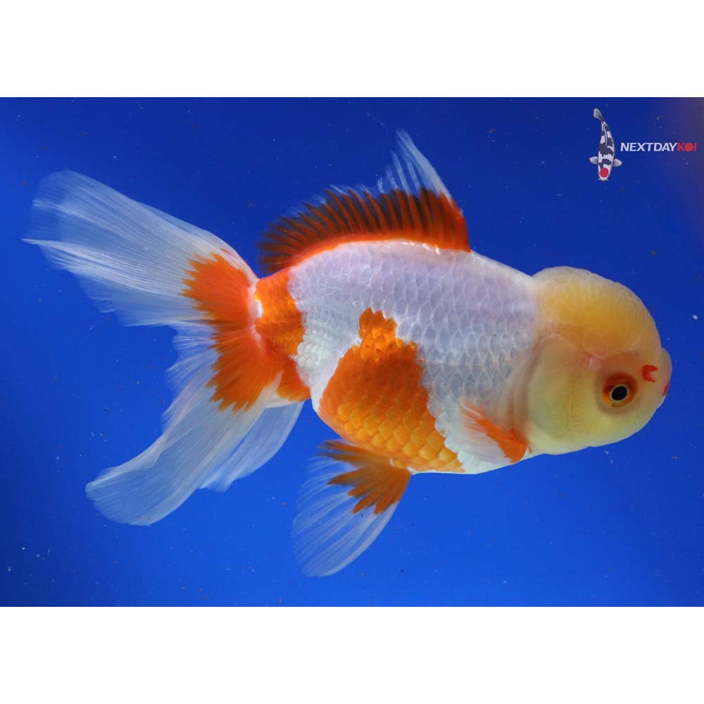 6.5” Imported Red and White Oranda