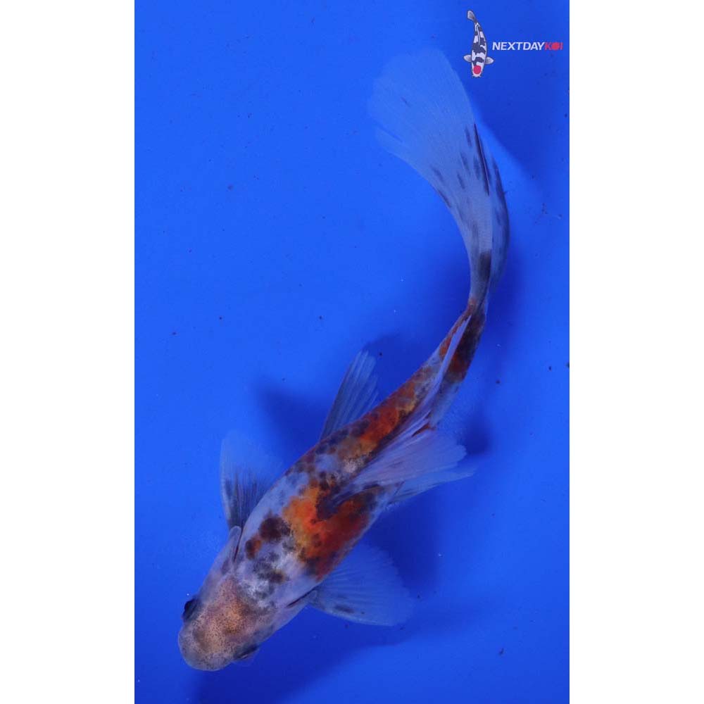 5” Imported Bristol Shubunkin