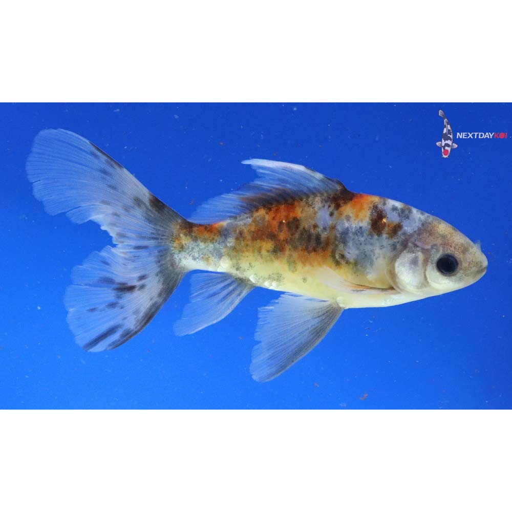 5” Imported Bristol Shubunkin