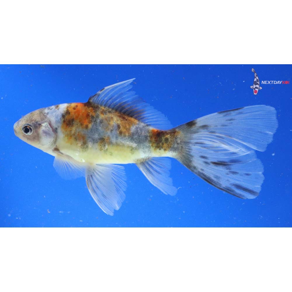 5” Imported Bristol Shubunkin