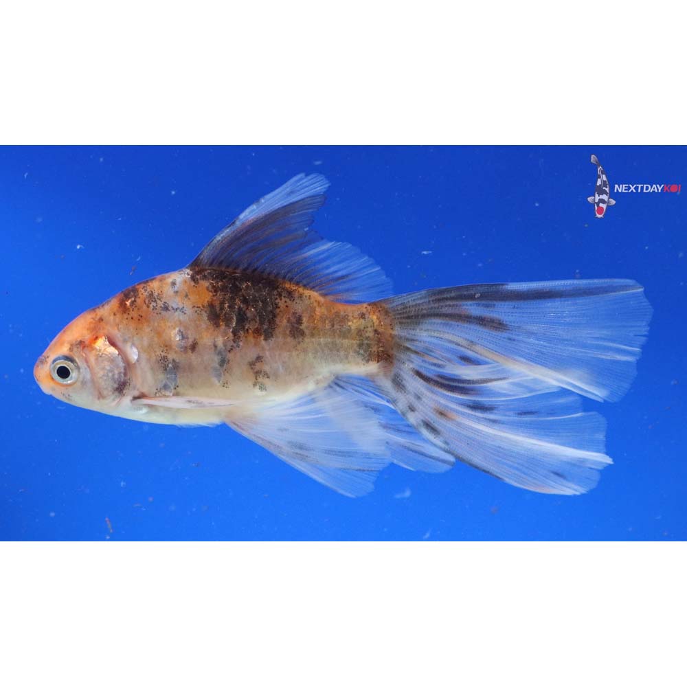 5” Imported Bristol Shubunkin