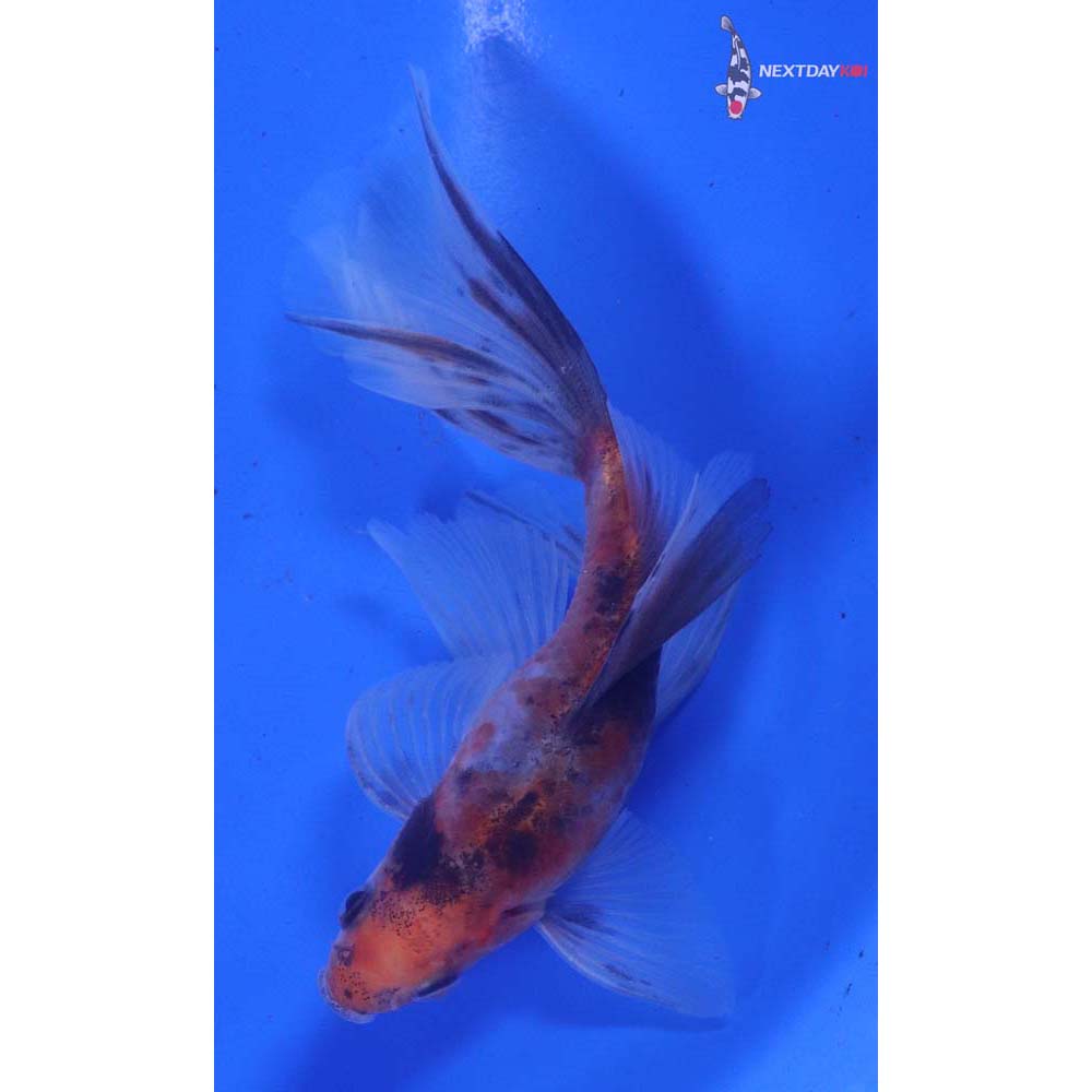 5” Imported Bristol Shubunkin