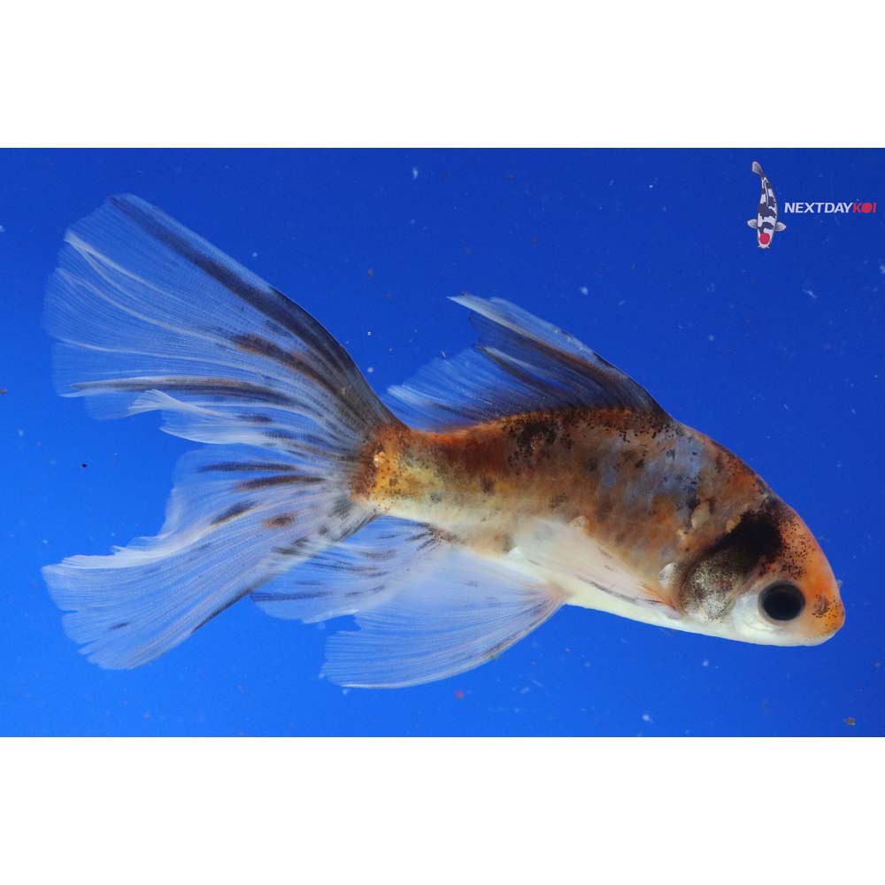 5” Imported Bristol Shubunkin