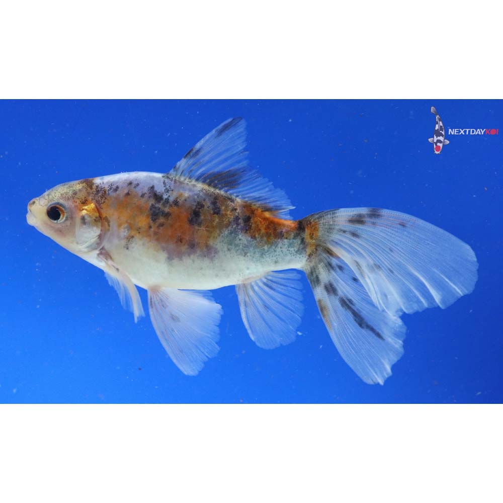 5.5” Imported Bristol Shubunkin