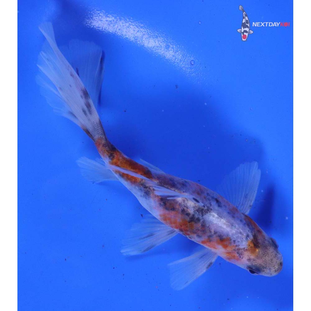 5.5” Imported Bristol Shubunkin