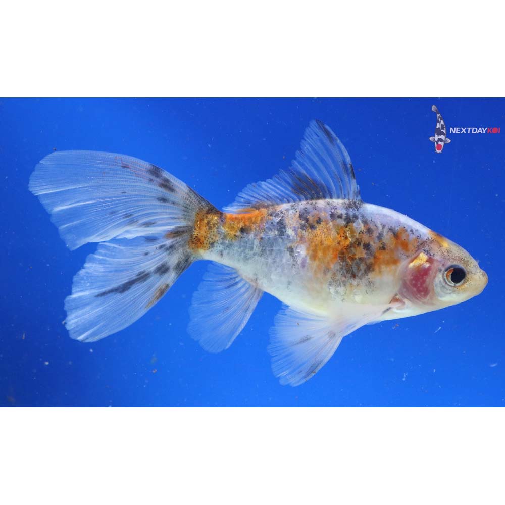 5.5” Imported Bristol Shubunkin