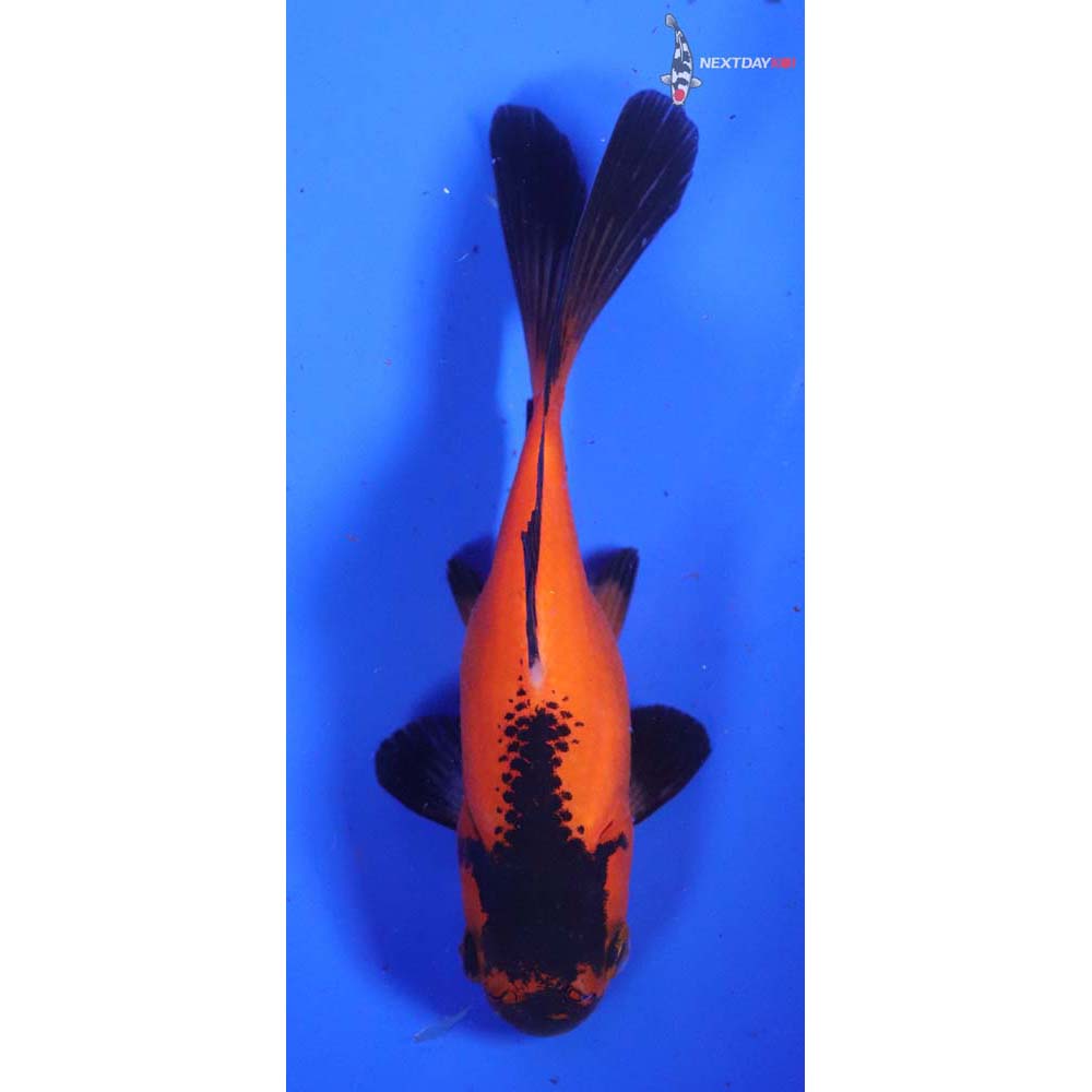 4.5” Imported Red Panda Comet