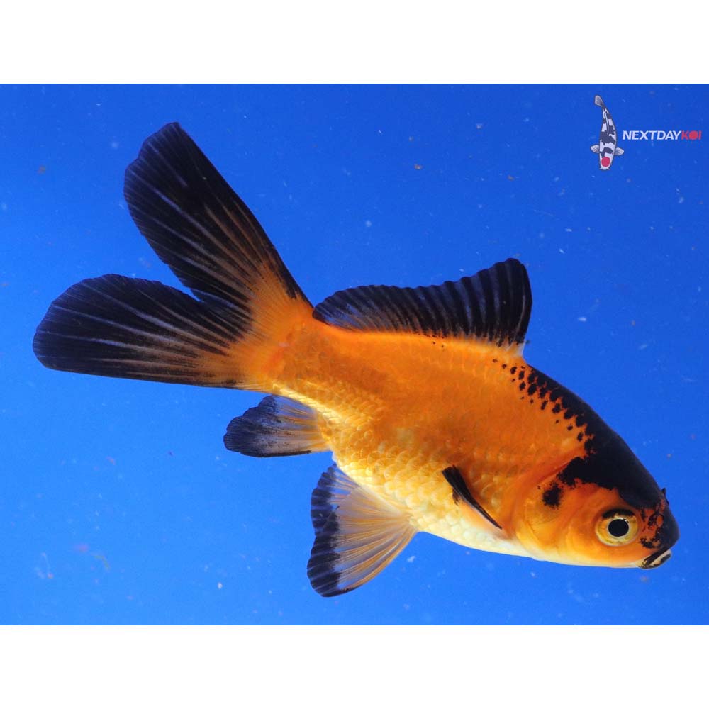 4.5” Imported Red Panda Comet