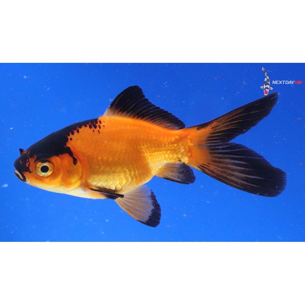 4.5” Imported Red Panda Comet