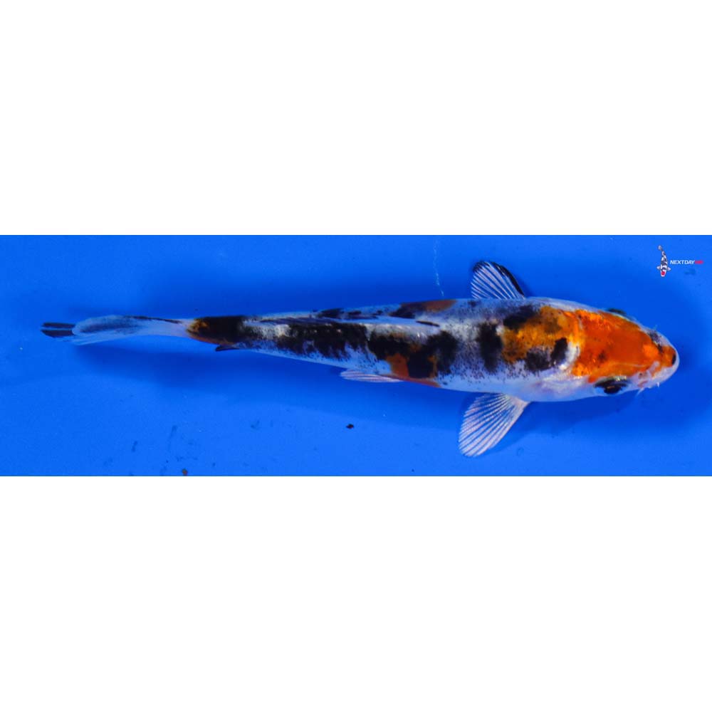 3” Imported Heisei Nishiki