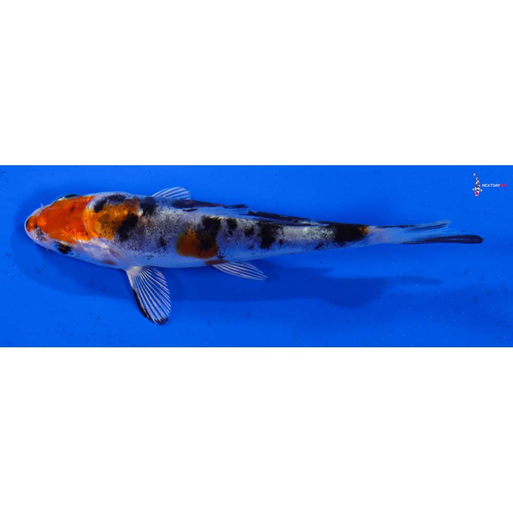 3” Imported Heisei Nishiki
