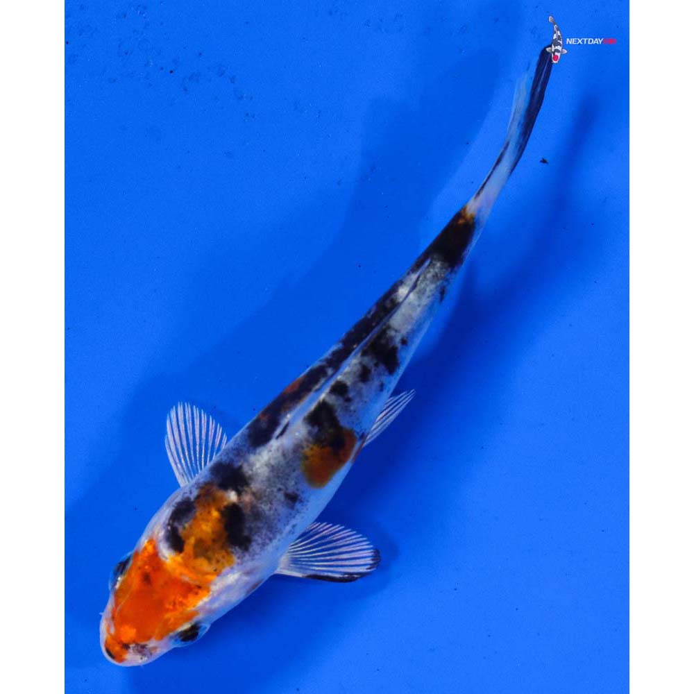 3” Imported Heisei Nishiki