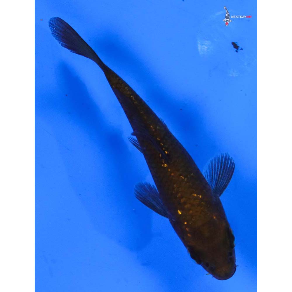 3” Imported Gin Rin Chagoi