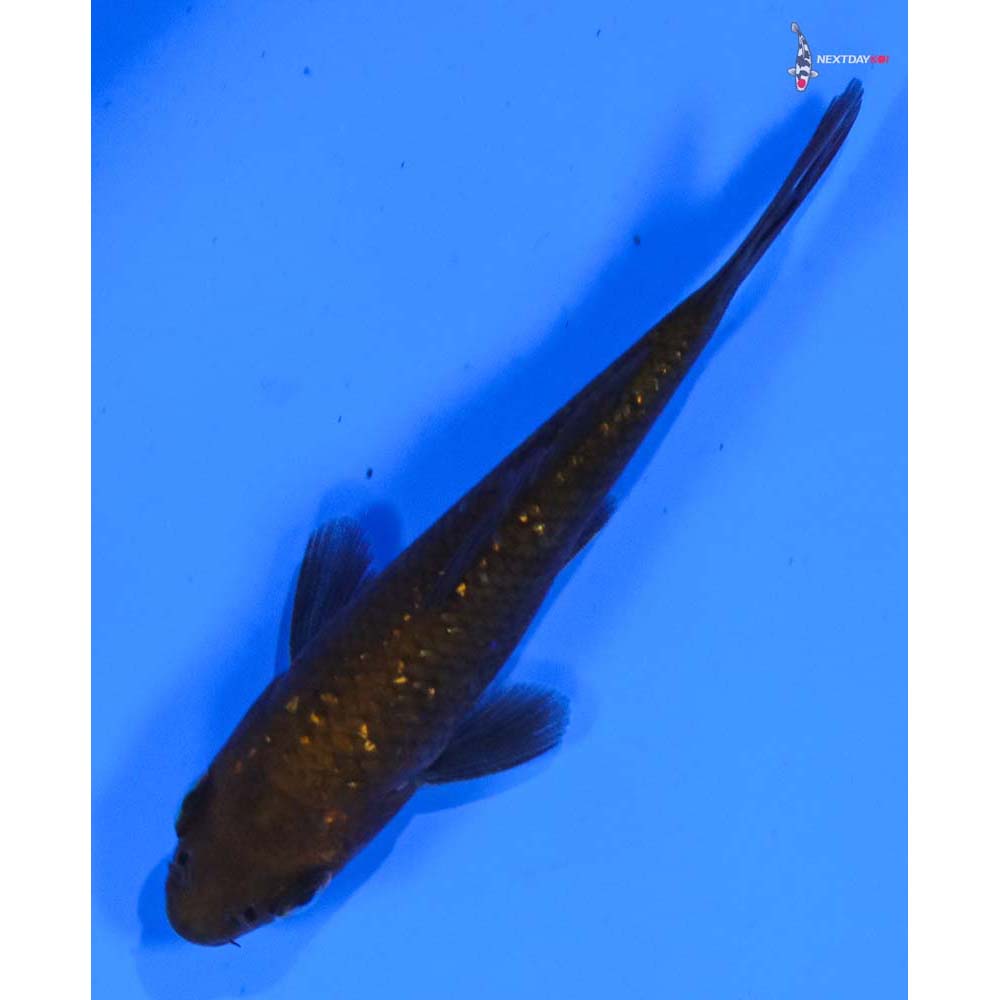 3” Imported Gin Rin Chagoi