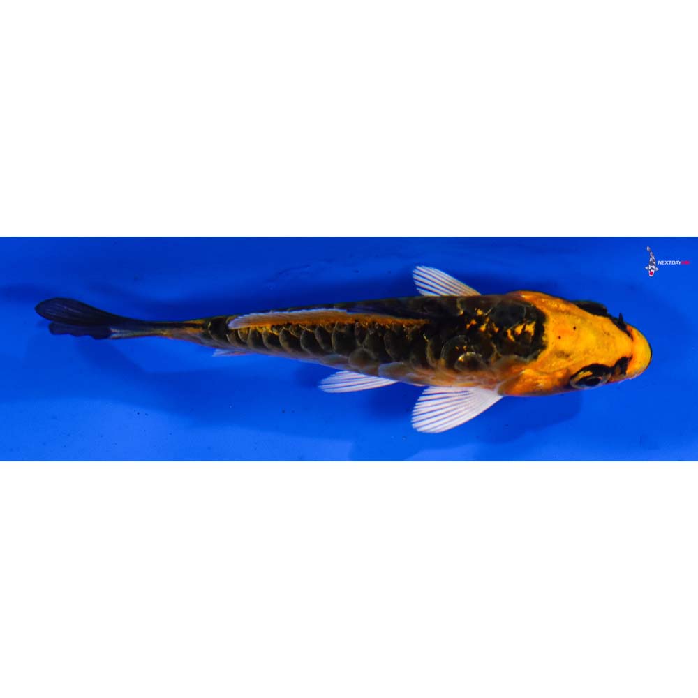 3” Imported Armor Scaled Orenji Matsuba
