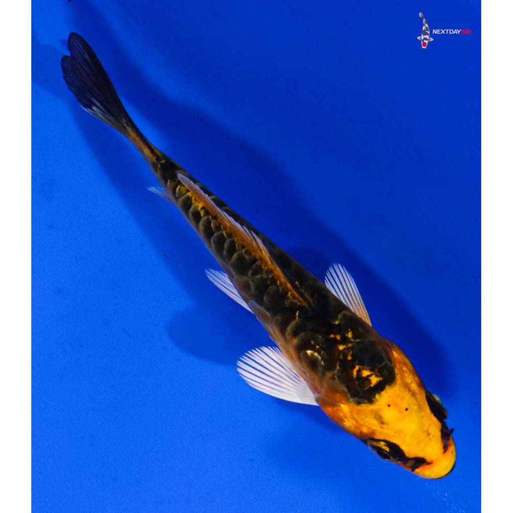 3” Imported Armor Scaled Orenji Matsuba
