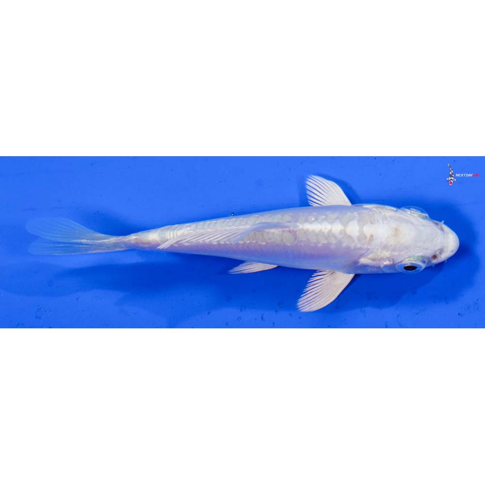 3” Imported Doitsu Platinum Ogon