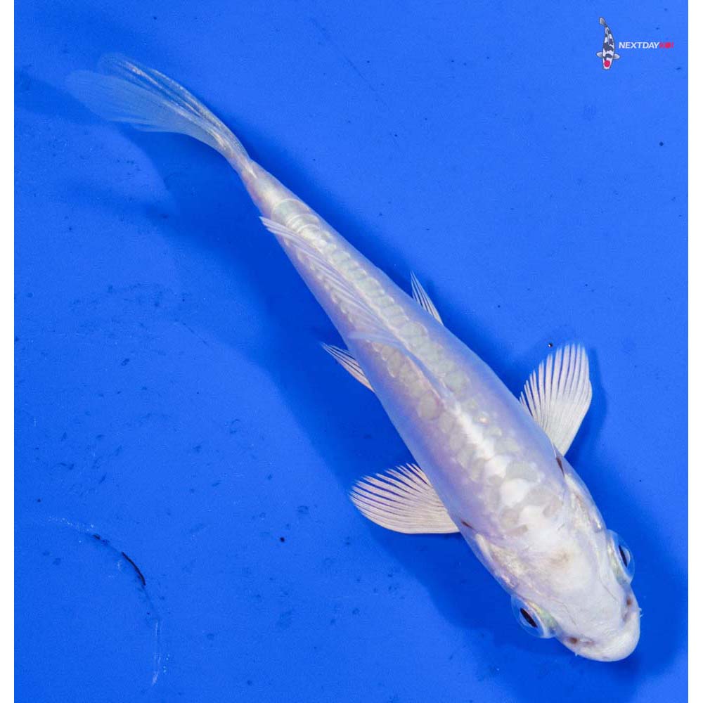 3” Imported Doitsu Platinum Ogon