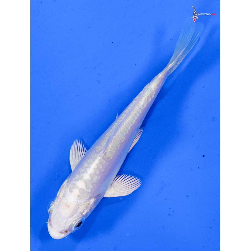 3” Imported Doitsu Platinum Ogon