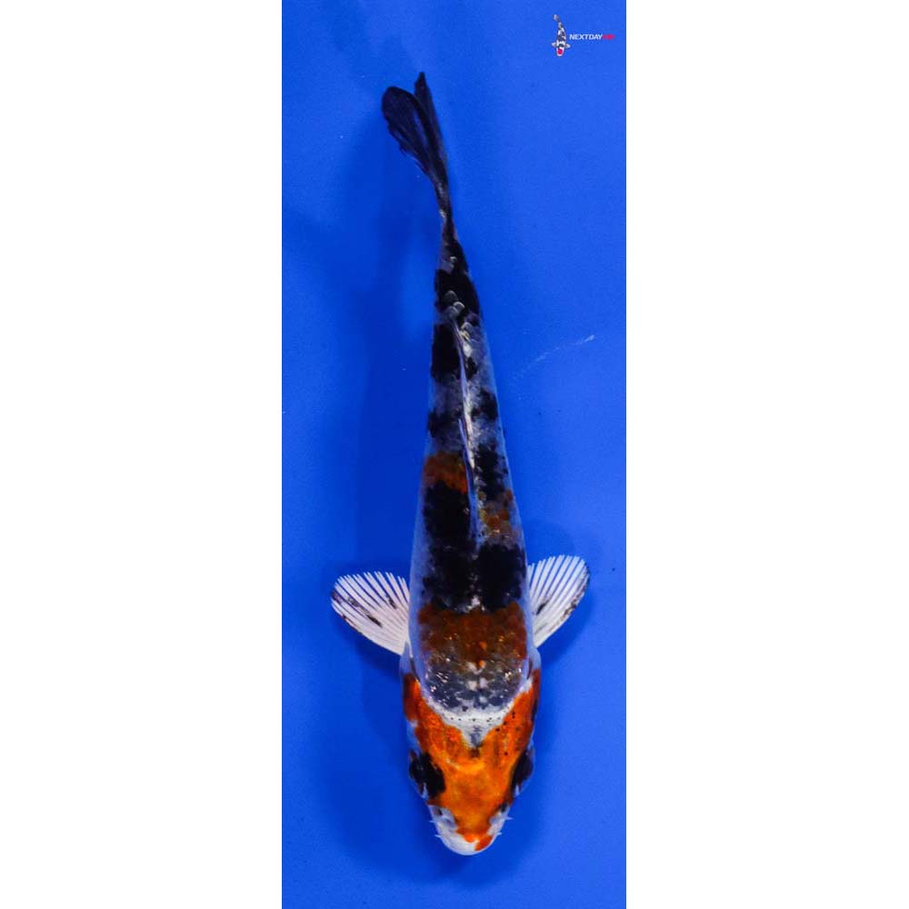 3” Imported Yamato Nishiki