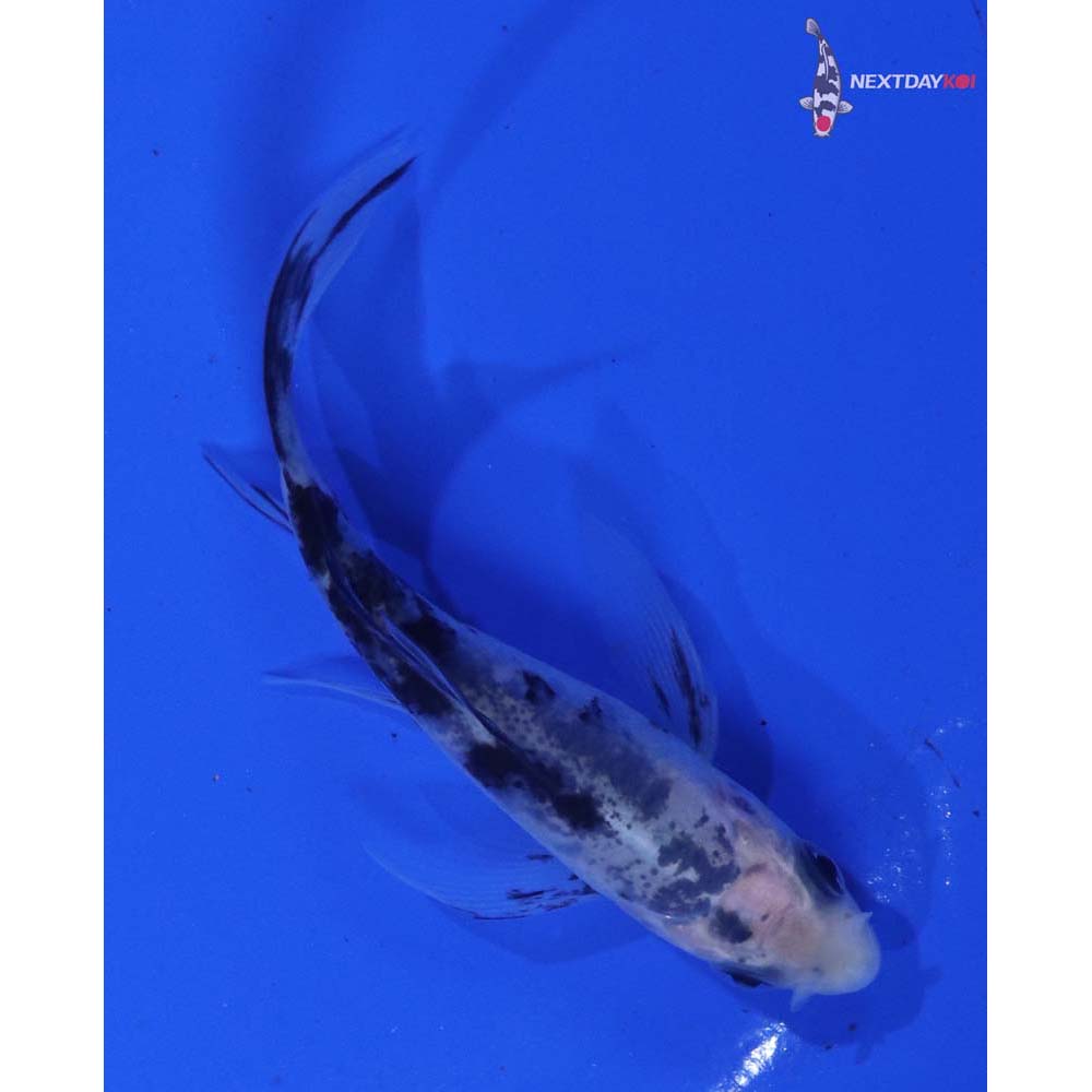 3” Imported Shiro Bekko Butterfly Koi