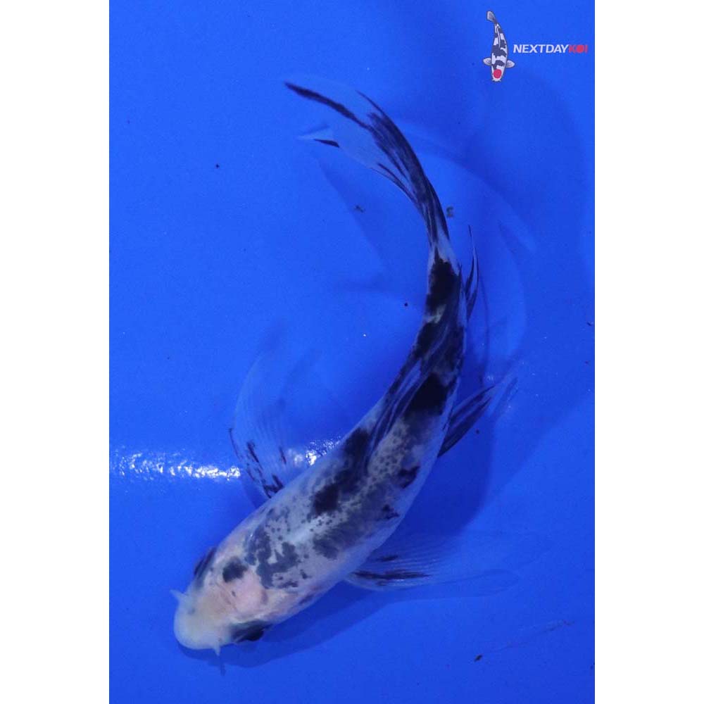 3” Imported Shiro Bekko Butterfly Koi
