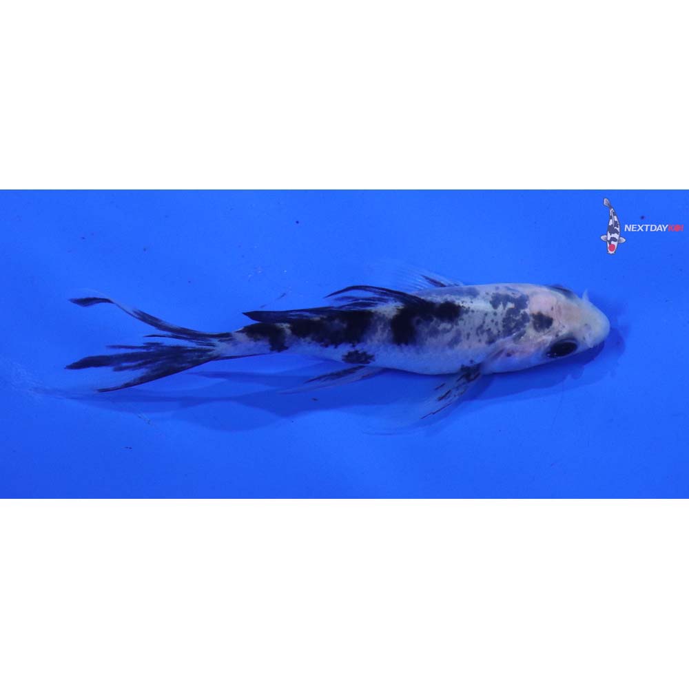 3” Imported Shiro Bekko Butterfly Koi